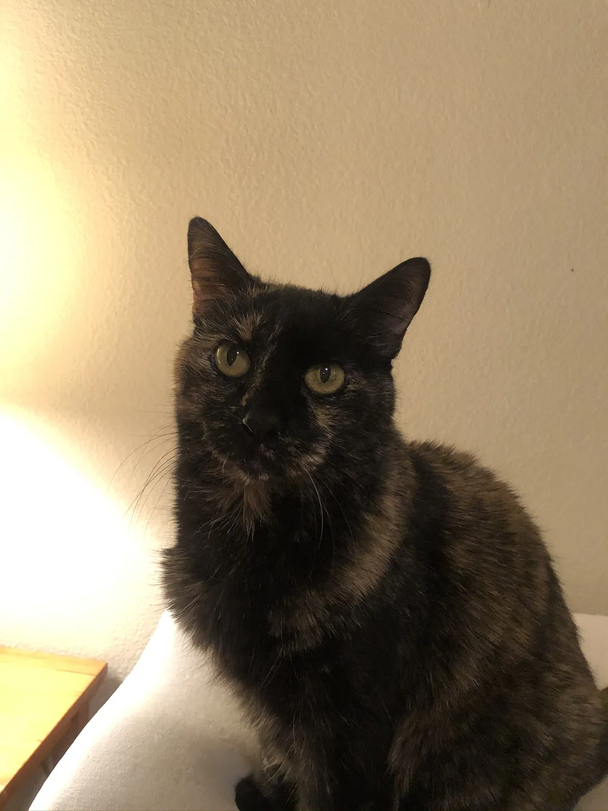 Lost cat in Hidden Valley Lake, CA, 95467