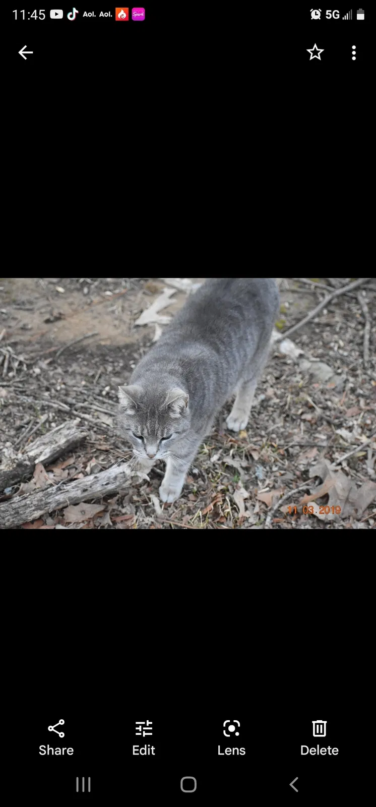 Lost cat in Fayetteville, AR, 72701