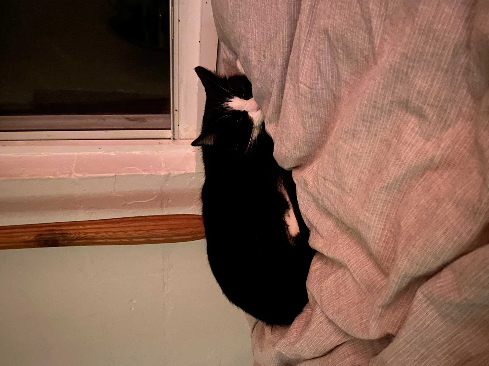 Lost cat in Charleston, SC, 29403