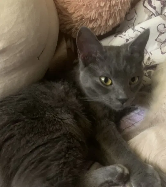 Lost cat in Cleburne, TX, 76031