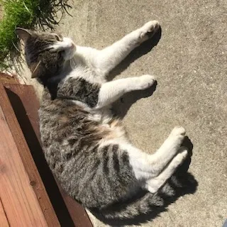 Lost cat in San Jose, CA, 95120