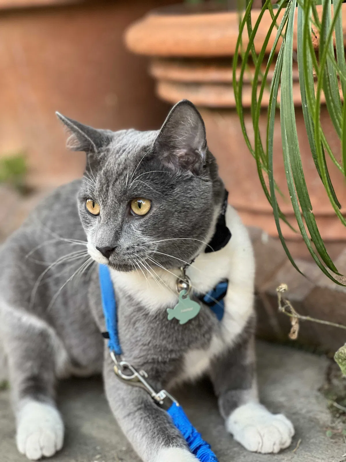 Lost cat in La Puente, CA, 91744