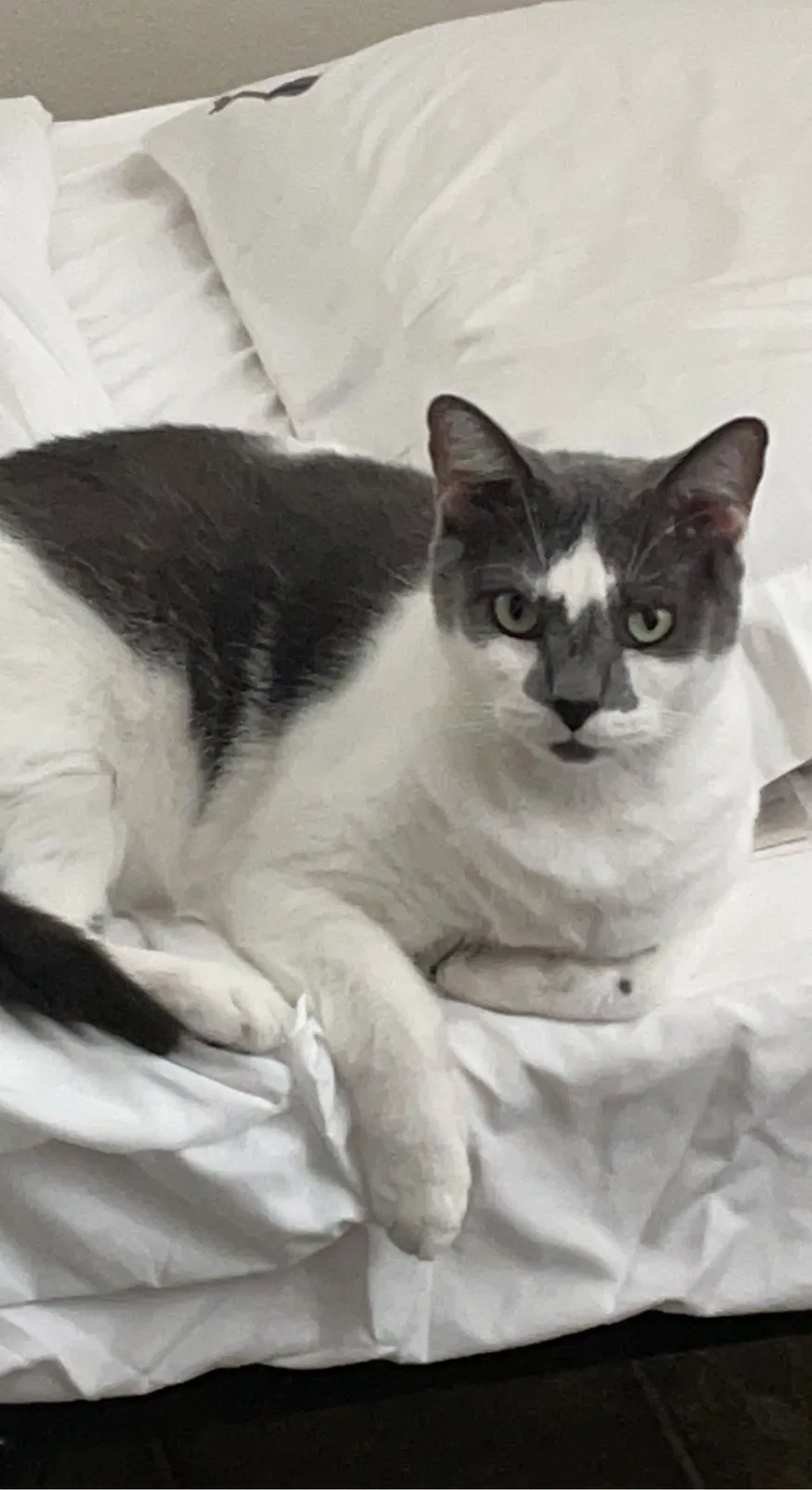 Lost cat in Saint Augustine, FL, 32084