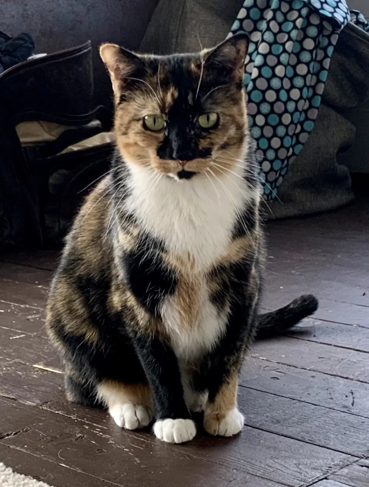 Lost cat in Torrington, CT, 6790
