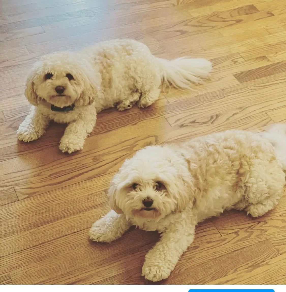 Lost dog in Columbia, SC, 29229