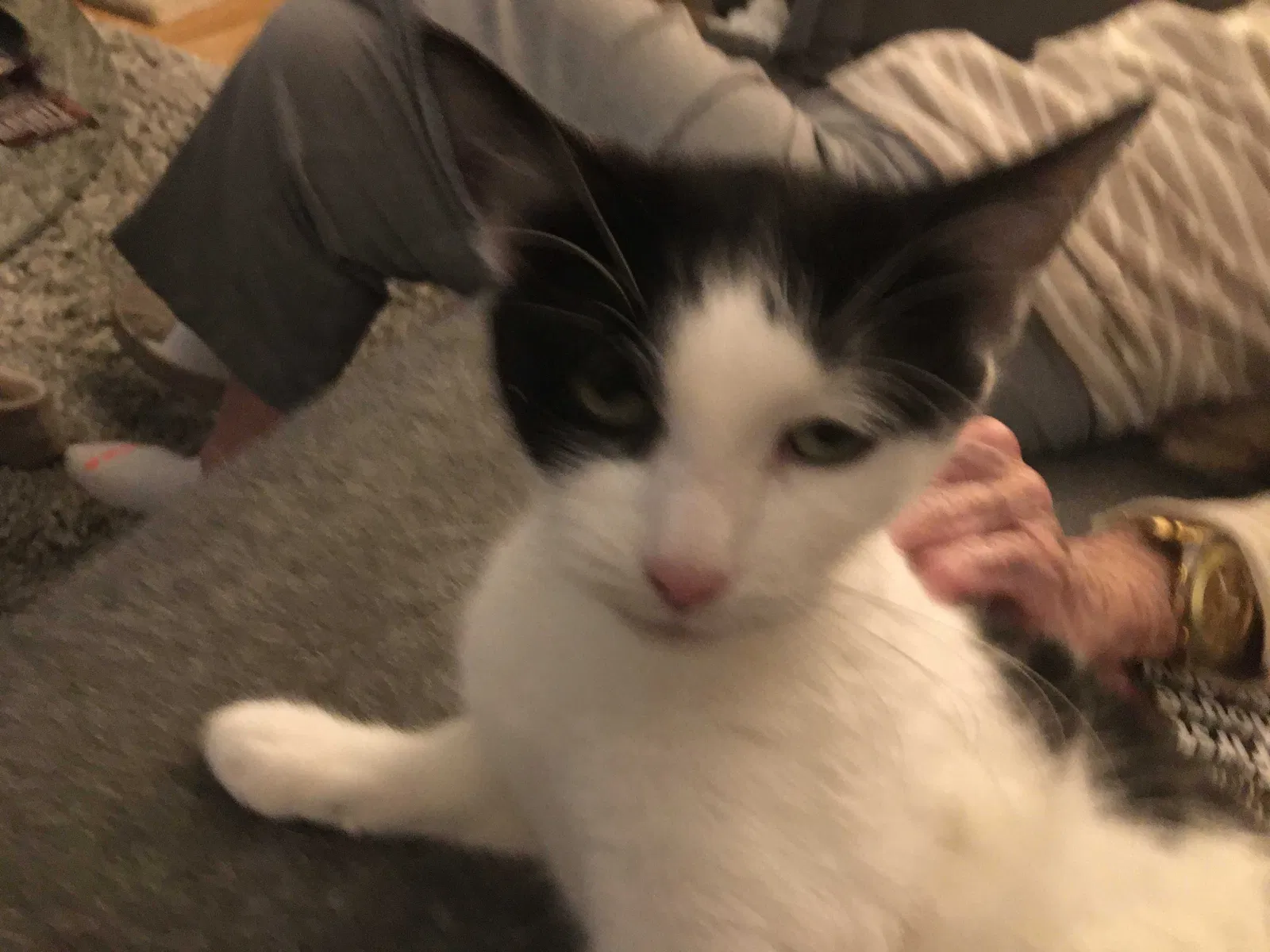 Lost cat in Walled Lake, MI, 48390