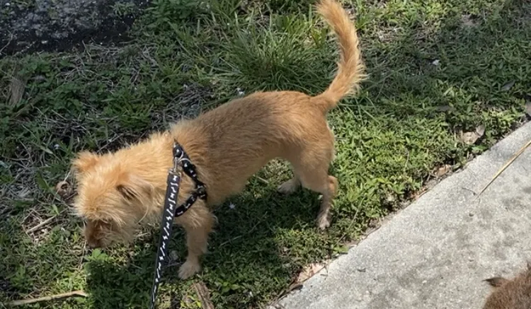 Lost dog in Miami, FL, 33162
