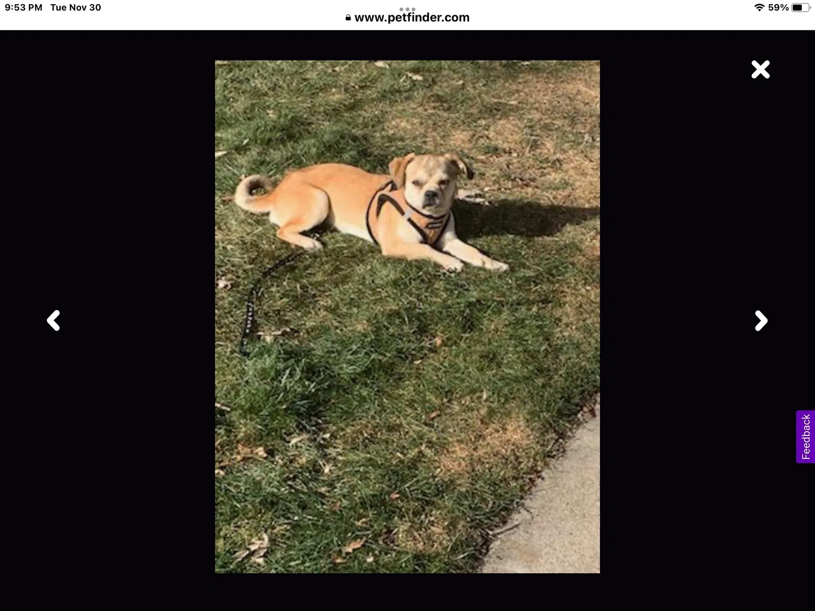 Lost dog in Colwich, KS, 67030