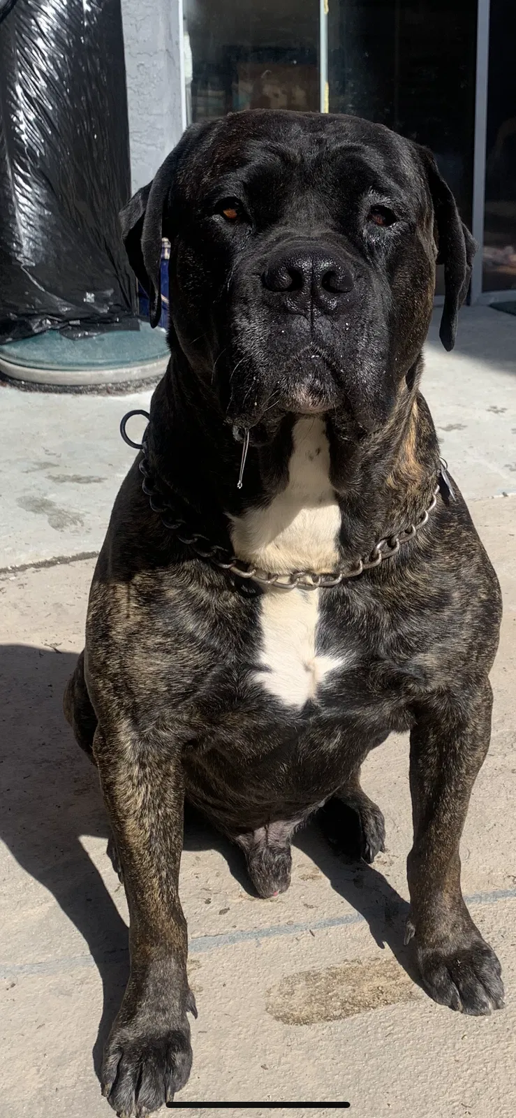 Lost dog in Loranger, LA, 70446