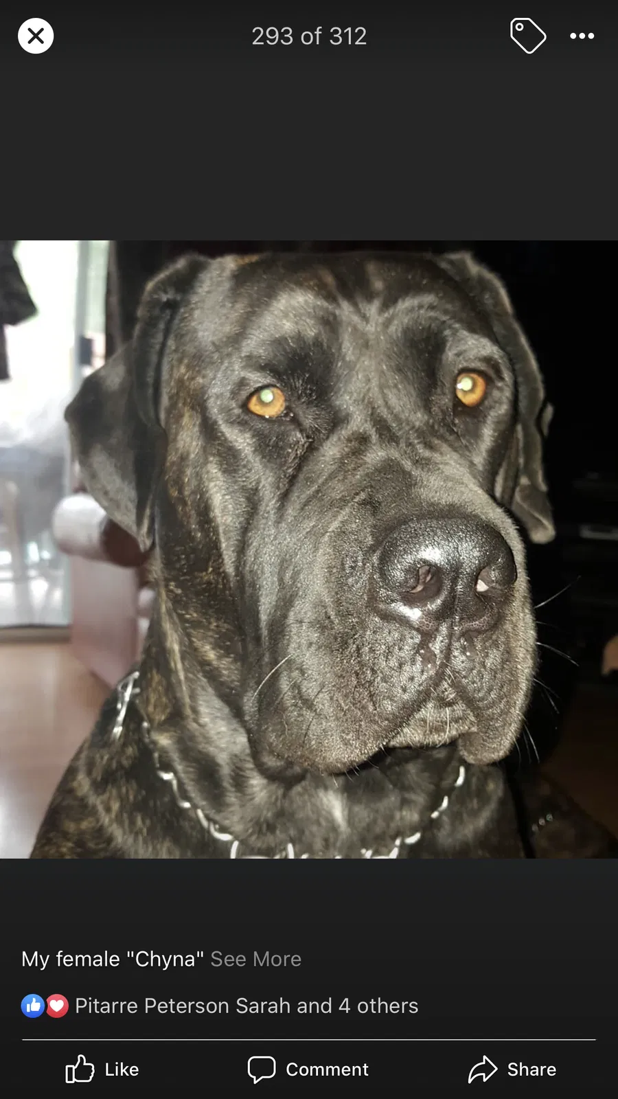 Lost dog in Loranger, LA, 70446
