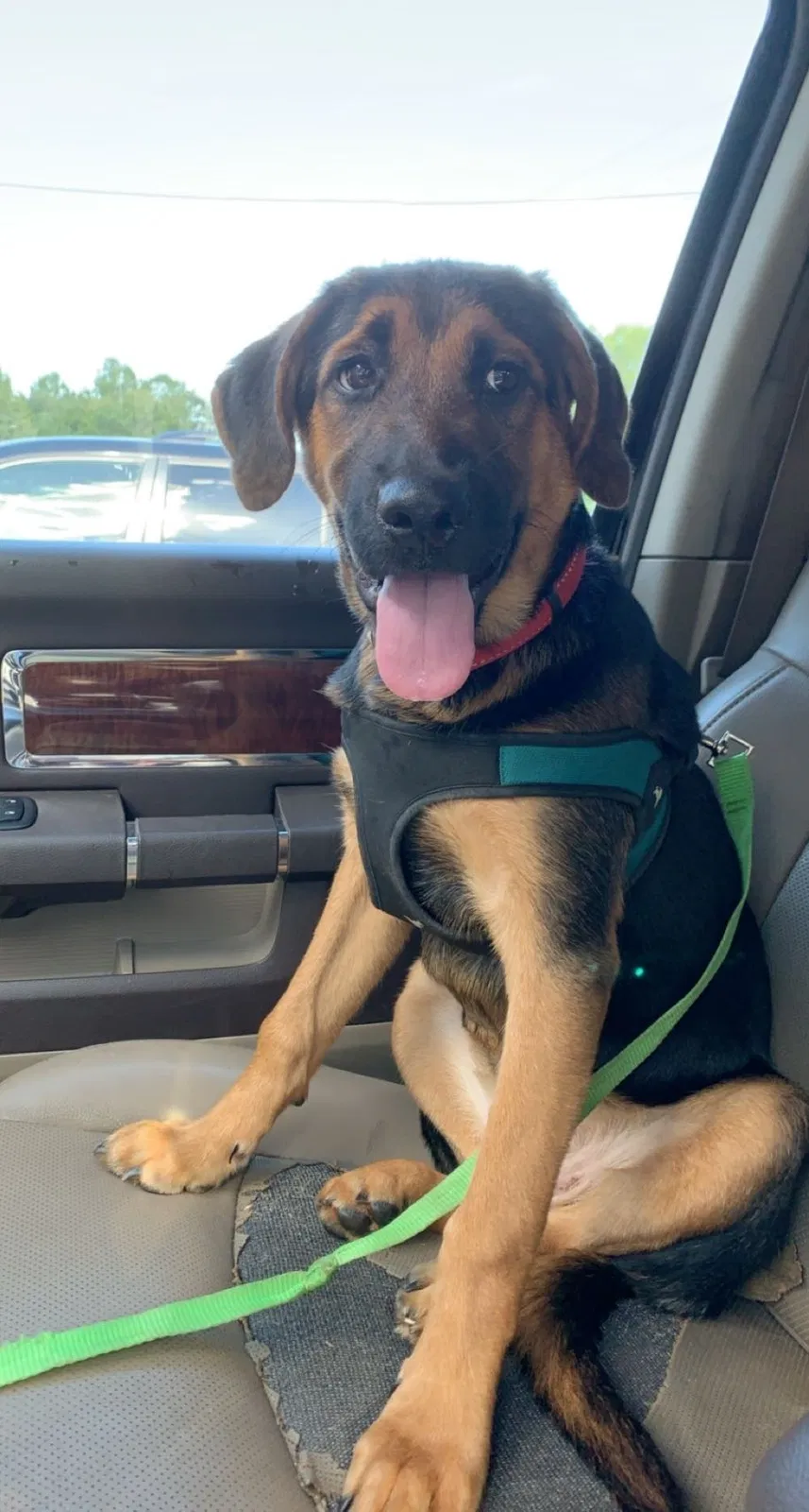 Lost dog in Lawrenceville, GA, 30044