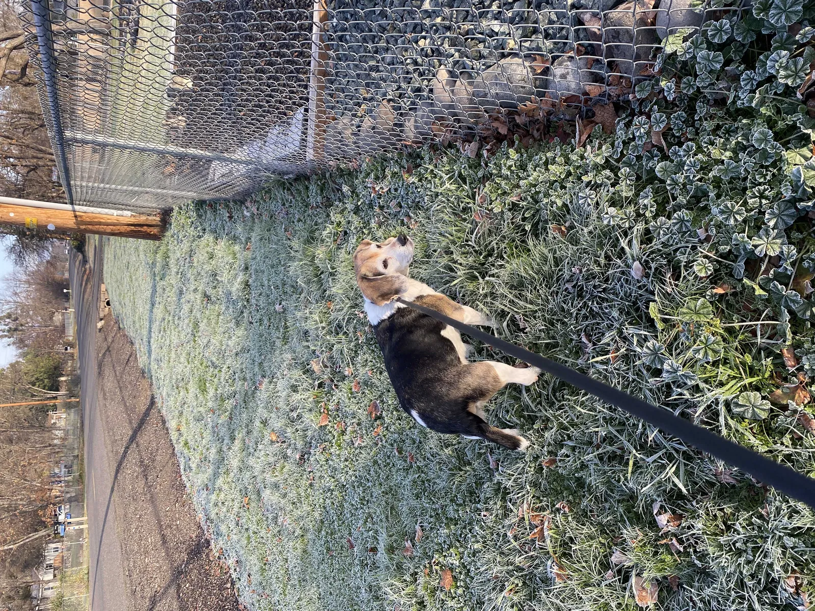 Lost dog in West Point, CA, 95255
