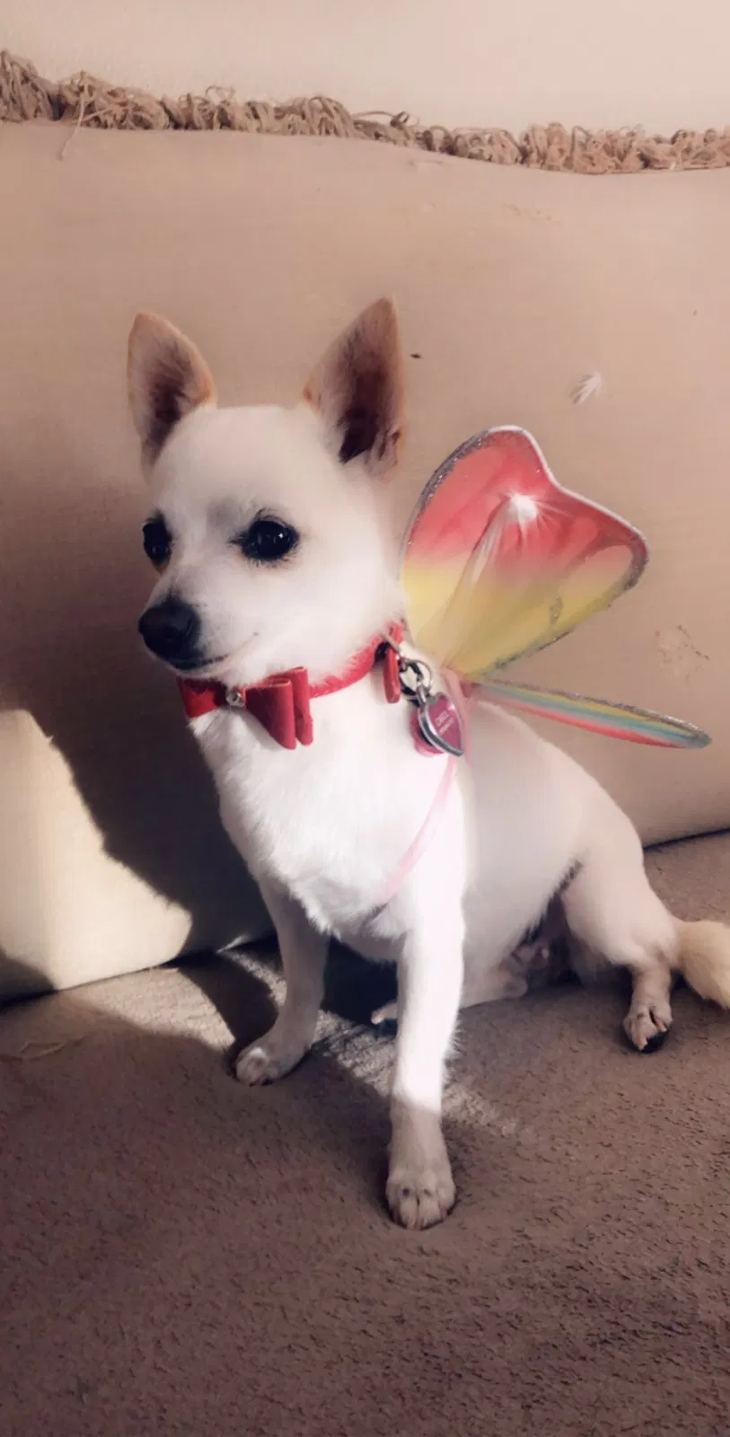 Lost dog in Adelanto, CA, 92301