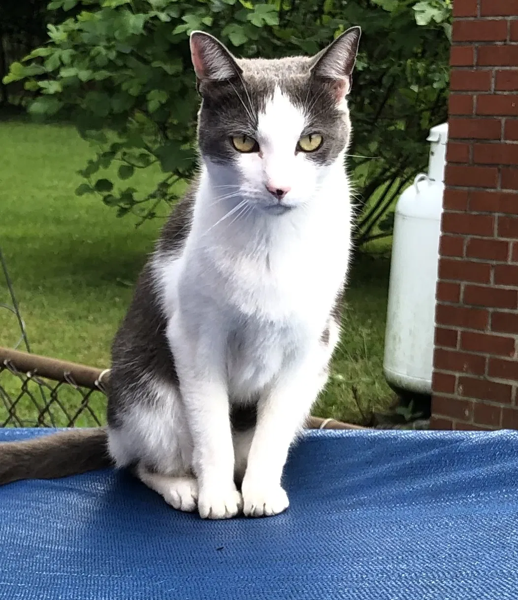 Lost cat in Temple Hills, MD, 20748