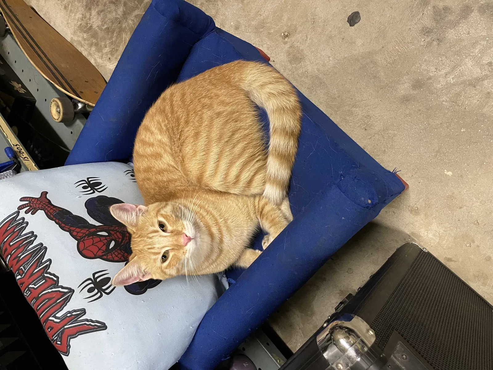 Lost cat in Fresno, CA, 93727