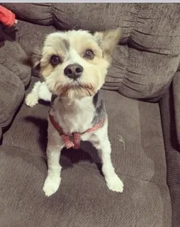 Lost dog in North Hills, CA, 91343