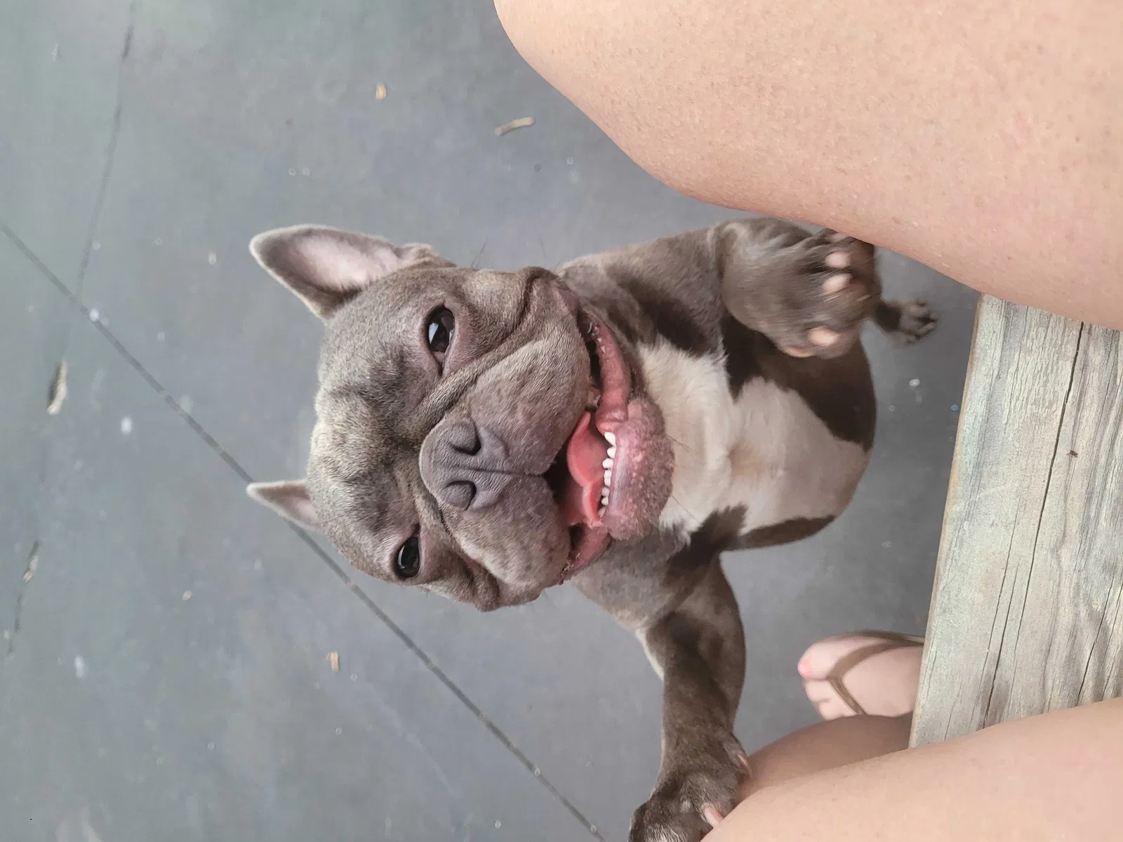 Lost dog in Fayetteville, NC, 28303