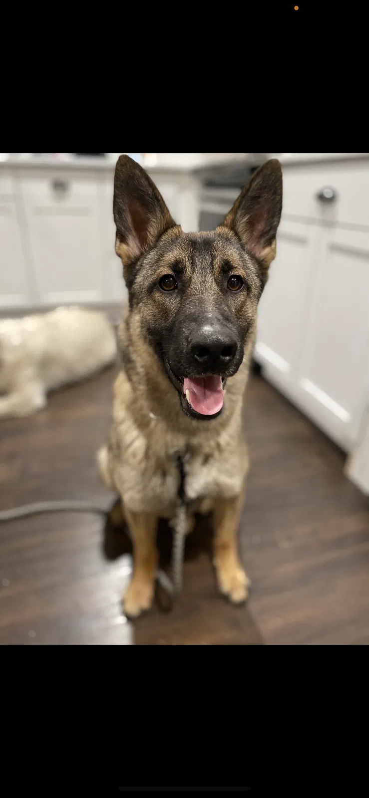 Lost dog in Mobile, AL, 36605