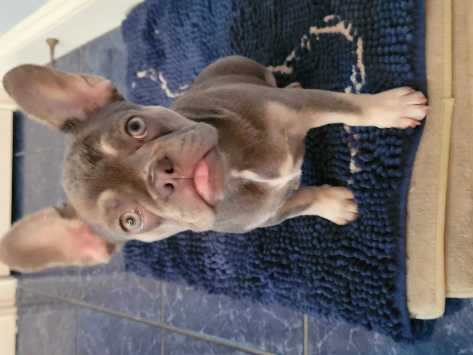 Lost dog in Fayetteville, NC, 28303