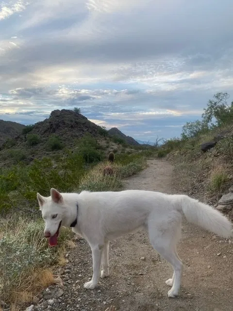 Lost dog in Peoria, AZ, 85345