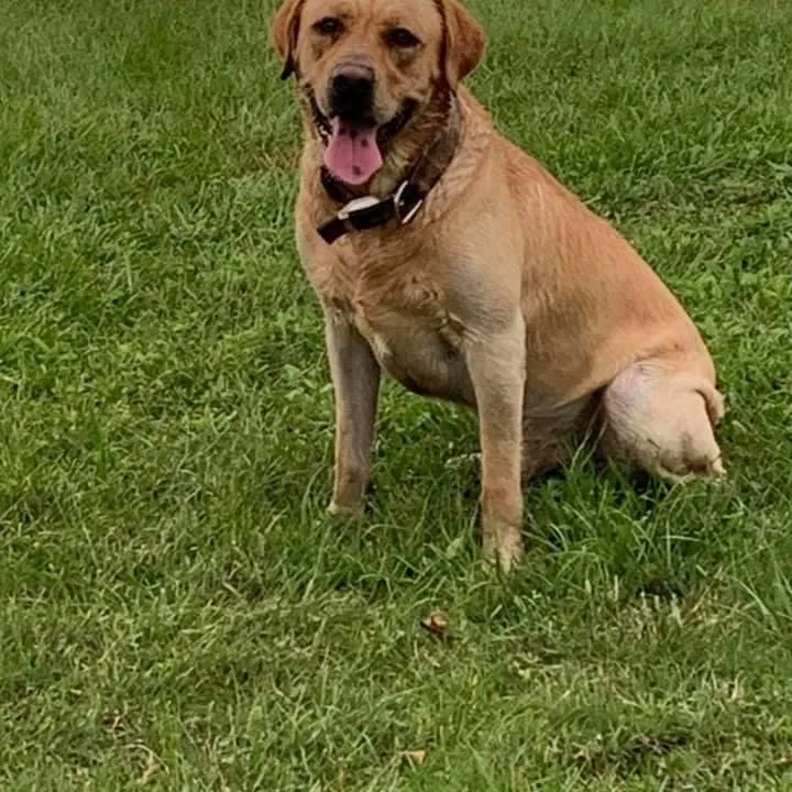 Lost dog in Mobile, AL, 36695