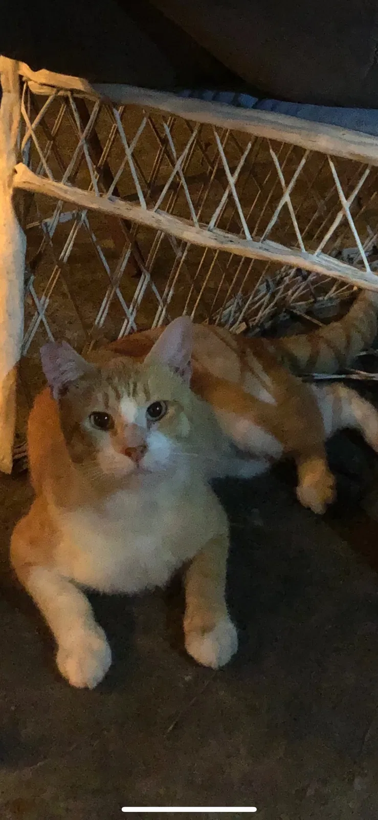 Lost cat in New Orleans, LA, 70117