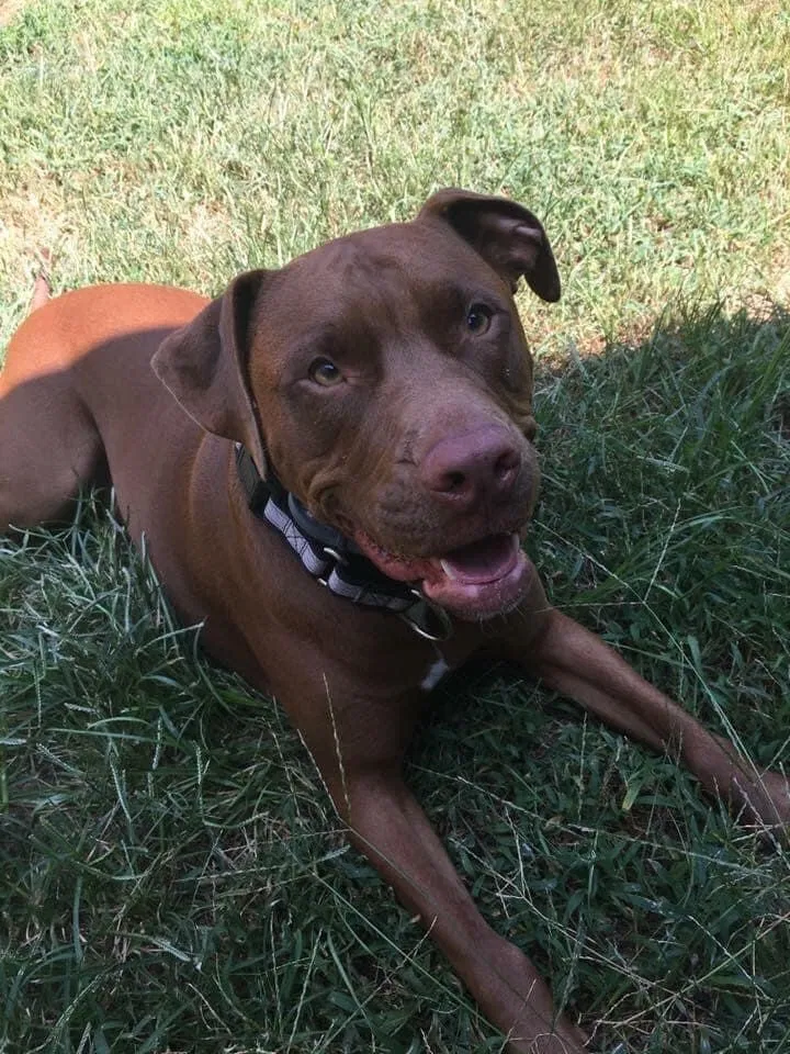 Lost dog in Warrenville, SC, 29851