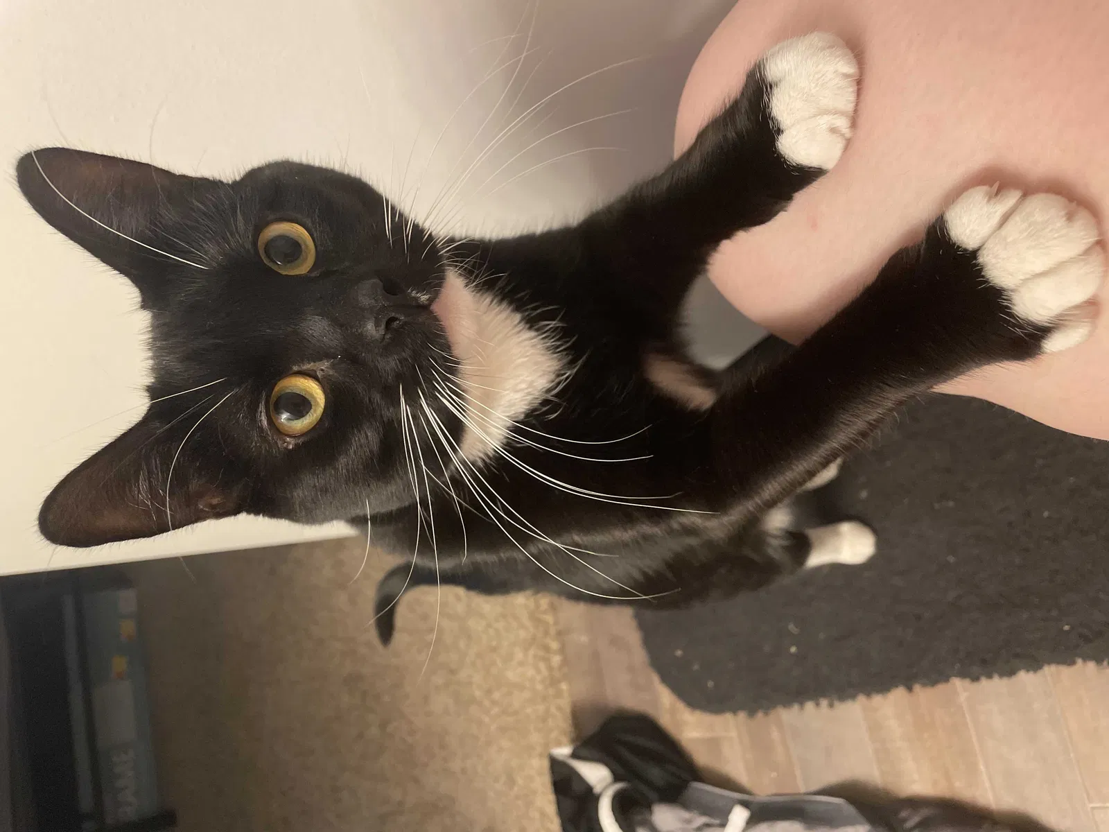 Lost cat in Phoenix, AZ, 85051
