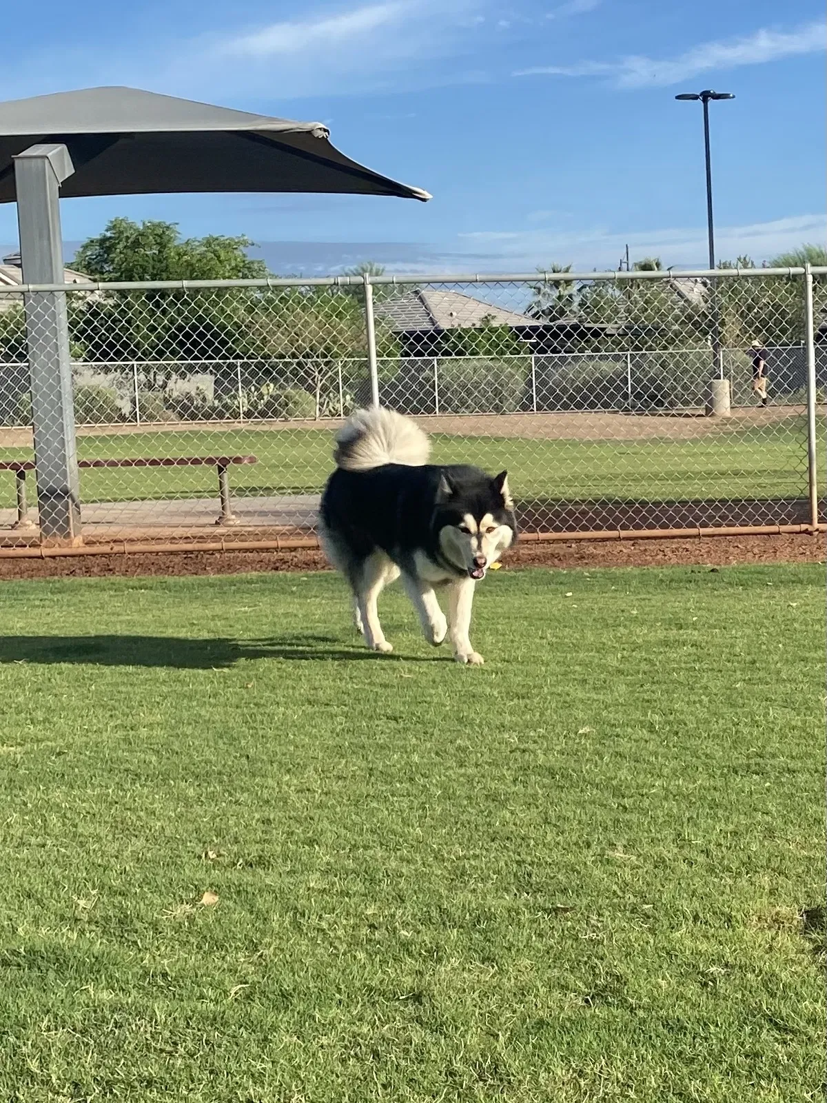Lost dog in Peoria, AZ, 85345