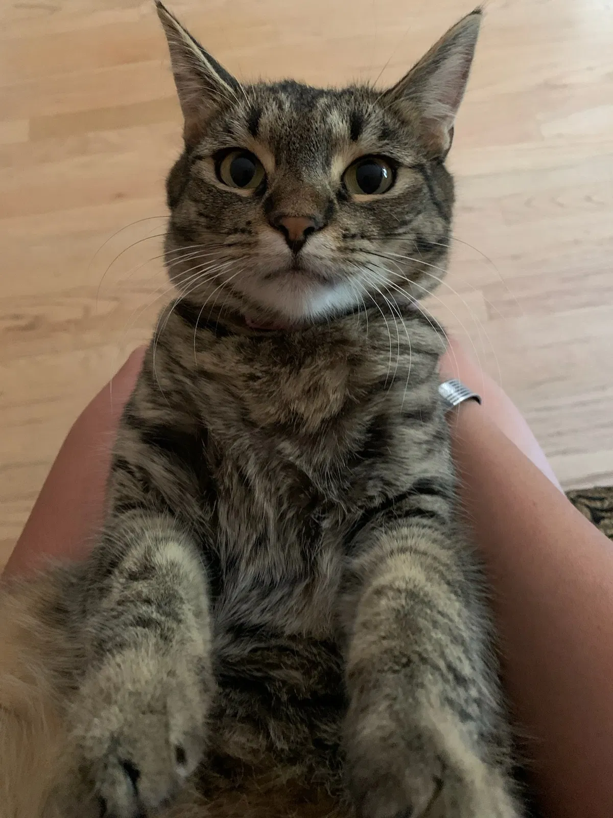 Lost cat in Sylmar, CA, 91342