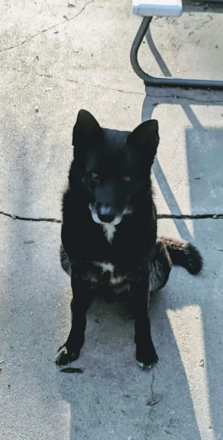 Lost dog in Paxico, KS, 66526
