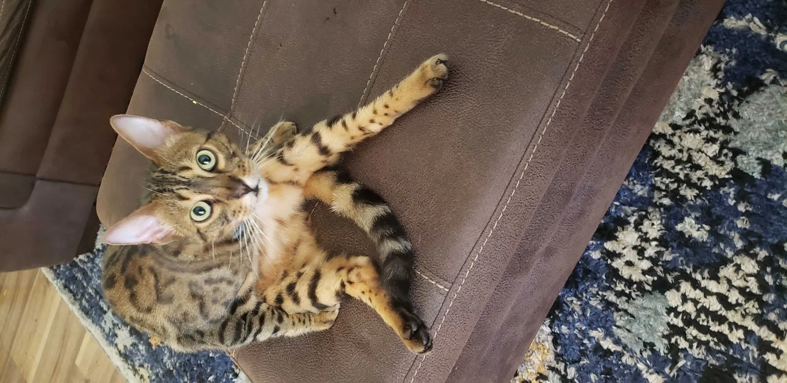 Lost cat in Chattanooga, TN, 37421