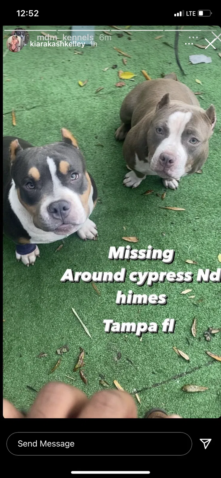 Lost dog in Tampa, FL, 33607