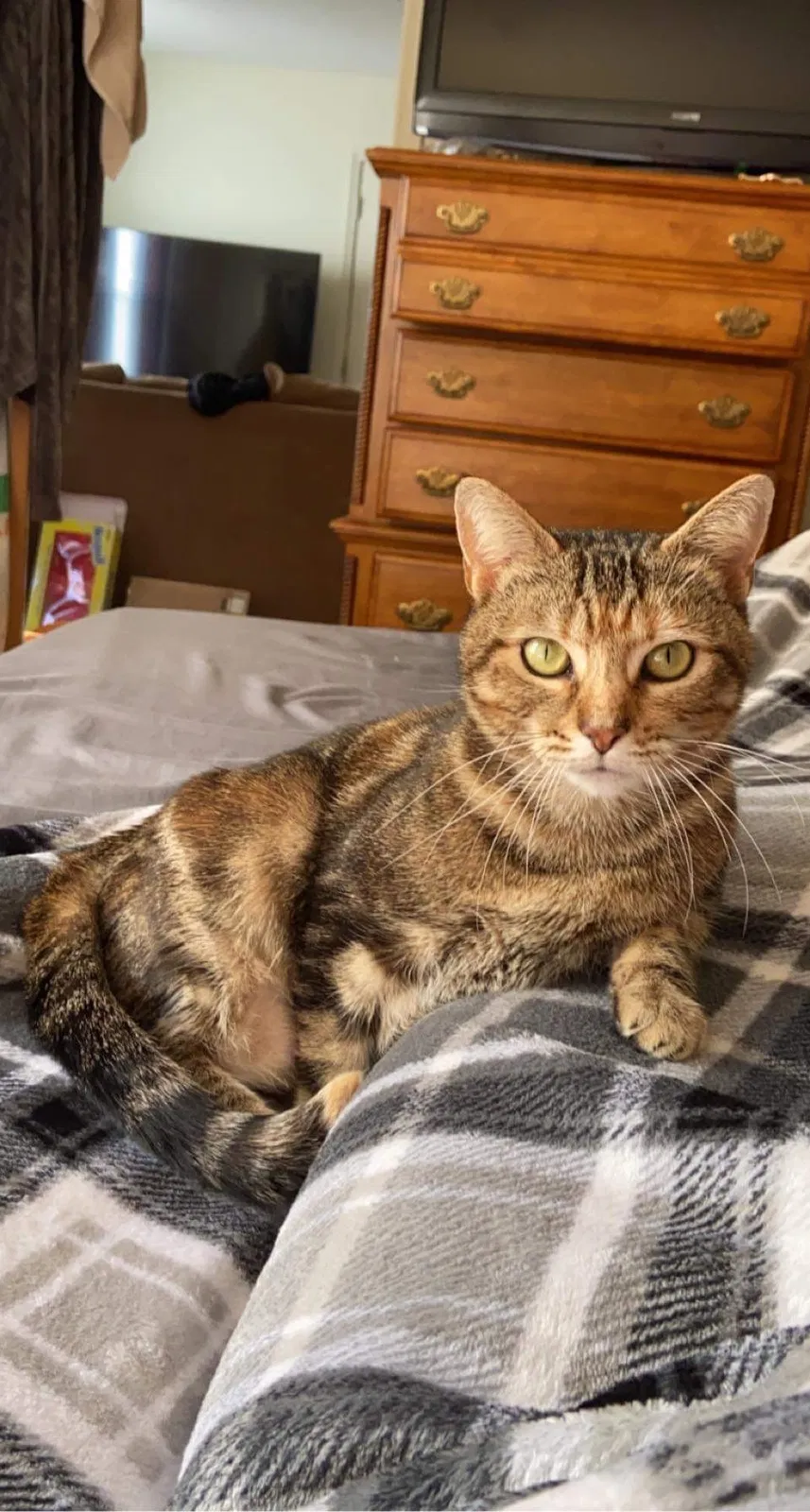 Lost cat in Cleveland, TN, 37311