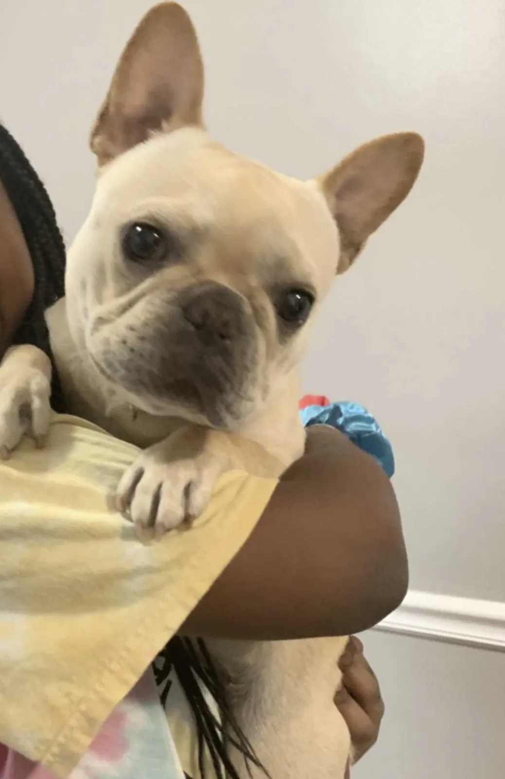 Lost dog in Decatur, GA, 30035