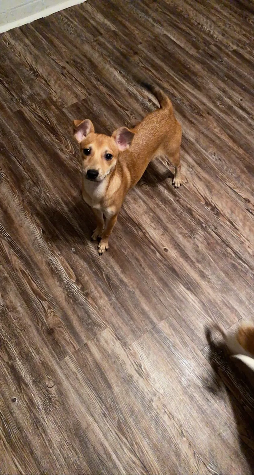 Lost dog in Memphis, TN, 38141