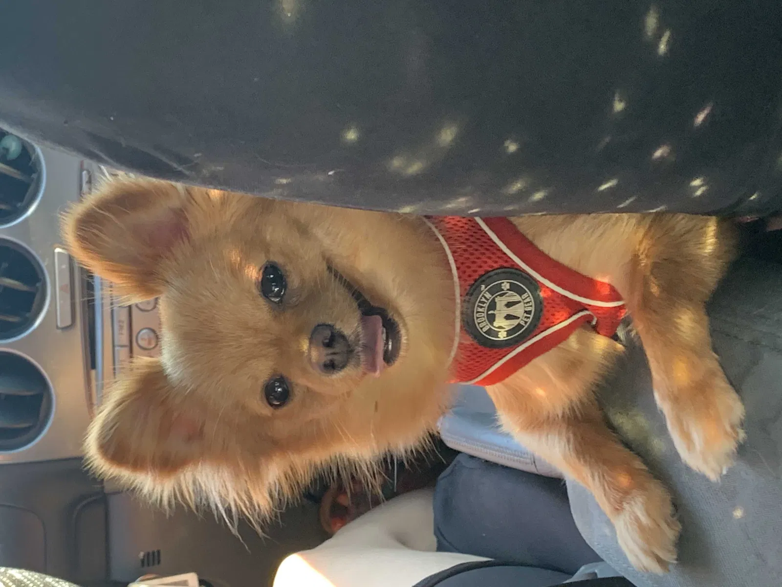 Lost dog in Seattle, WA, 98168