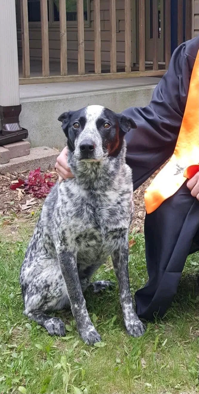 Lost dog in Elk Mound, WI, 54739