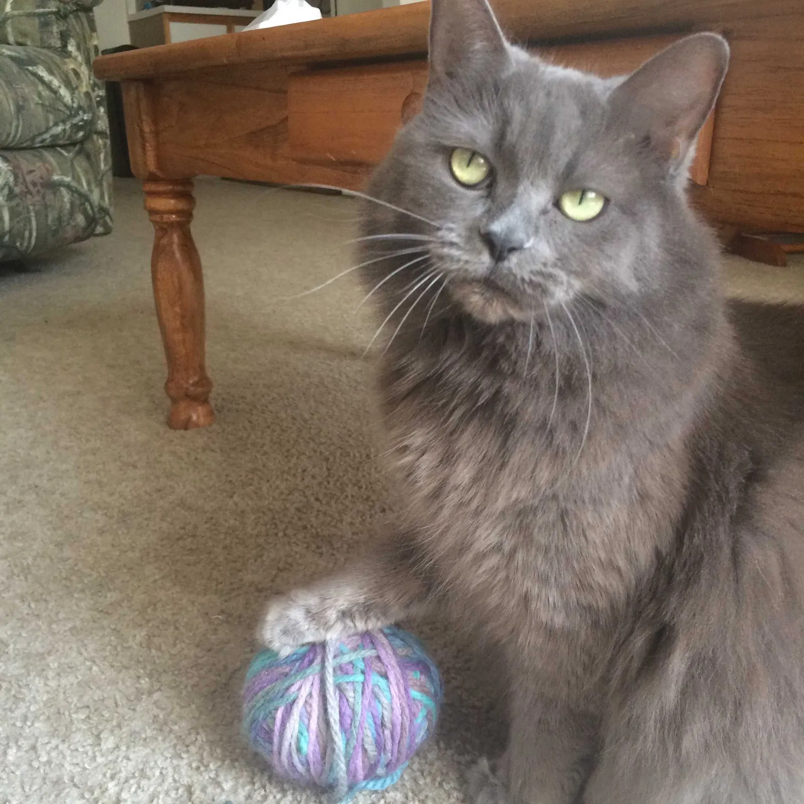 Lost cat in Lansing, MI, 48910