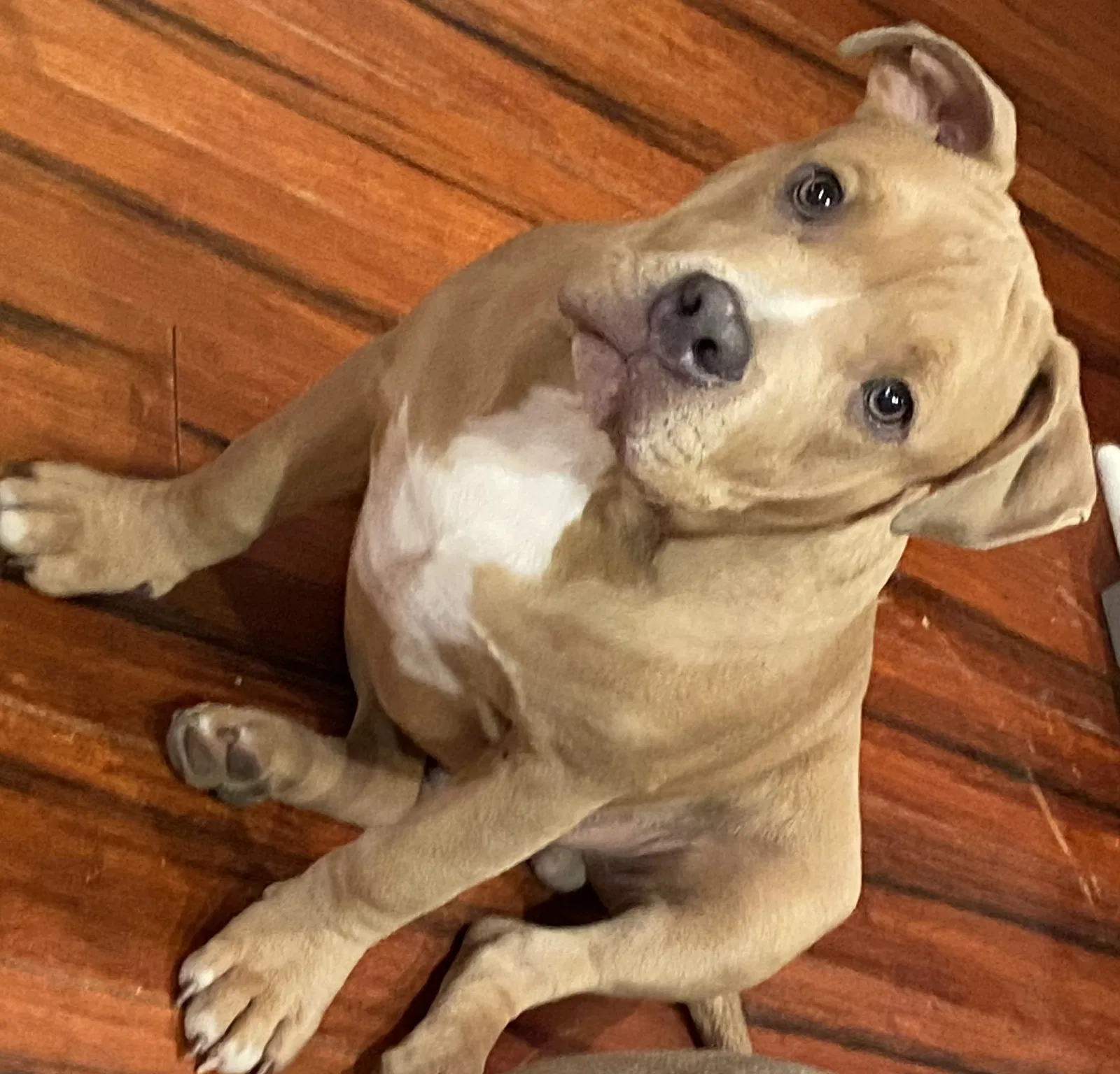 Lost dog in Woodridge, IL, 60517