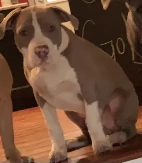Lost dog in Woodridge, IL, 60517