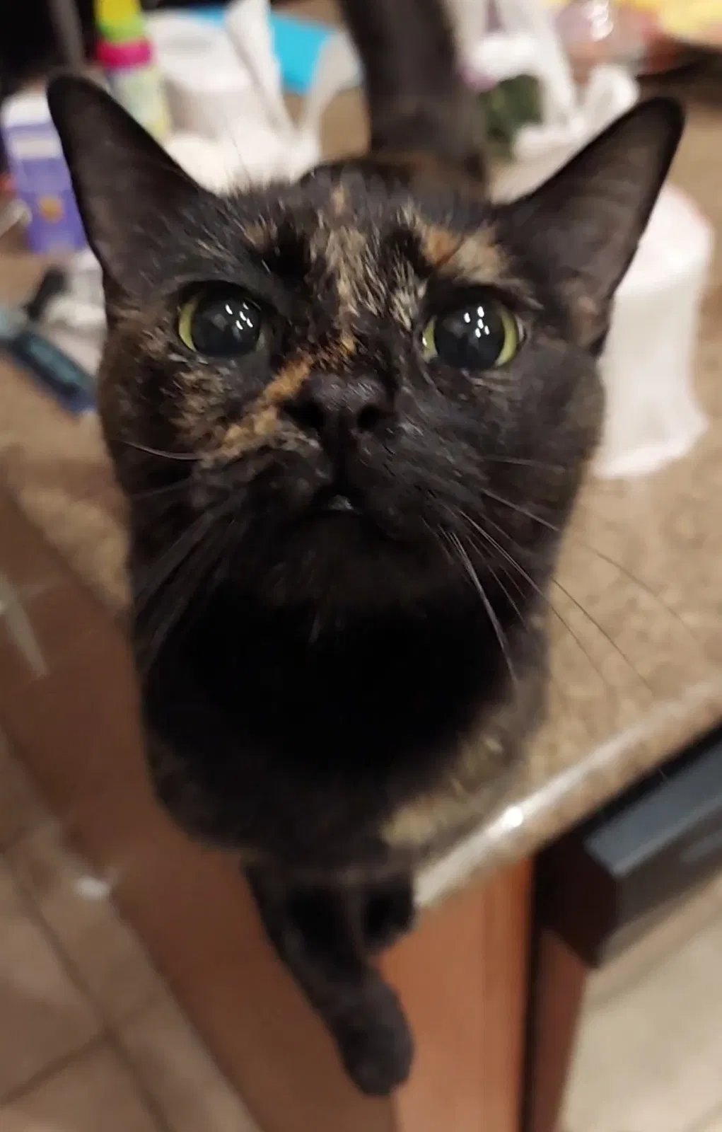 Lost cat in Las Vegas, NV, 89123