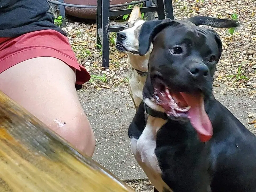 Lost dog in Gautier, MS, 39553