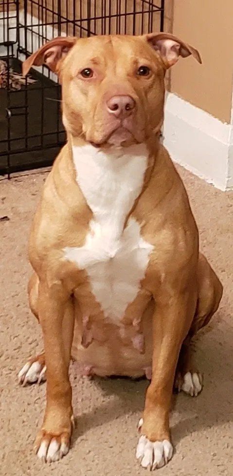 Lost dog in Dundalk, MD, 21222