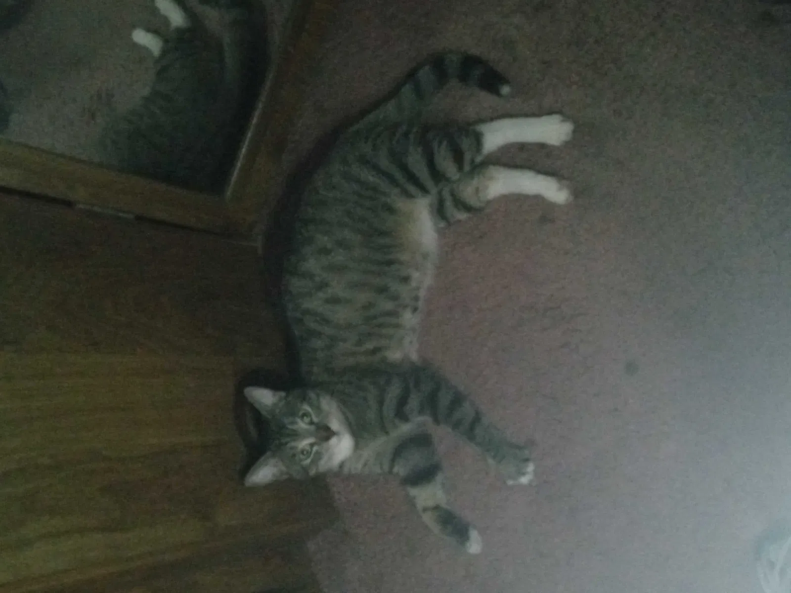 Lost cat in Sacramento, CA, 95820