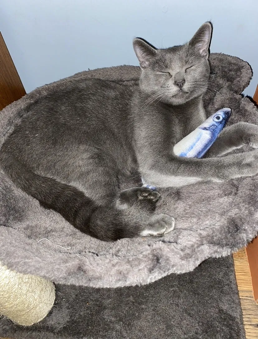 Lost cat in Concord, NC, 28025