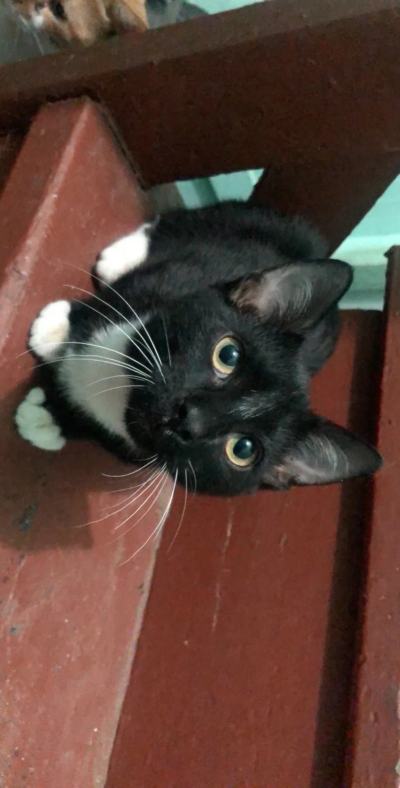 Lost cat in Chicago, IL, 60632