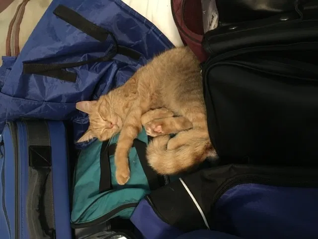 Lost cat in Fort Morgan, CO, 80701