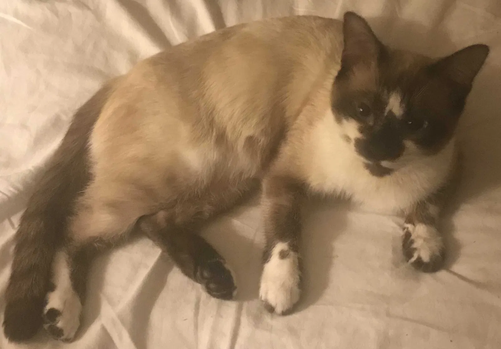 Lost cat in Amelia Court House, VA, 23002