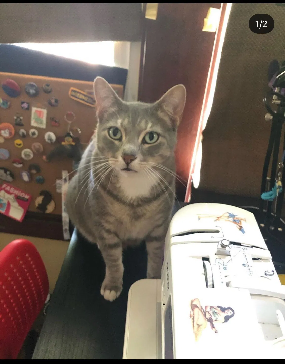 Lost cat in Oak Park, IL, 60304